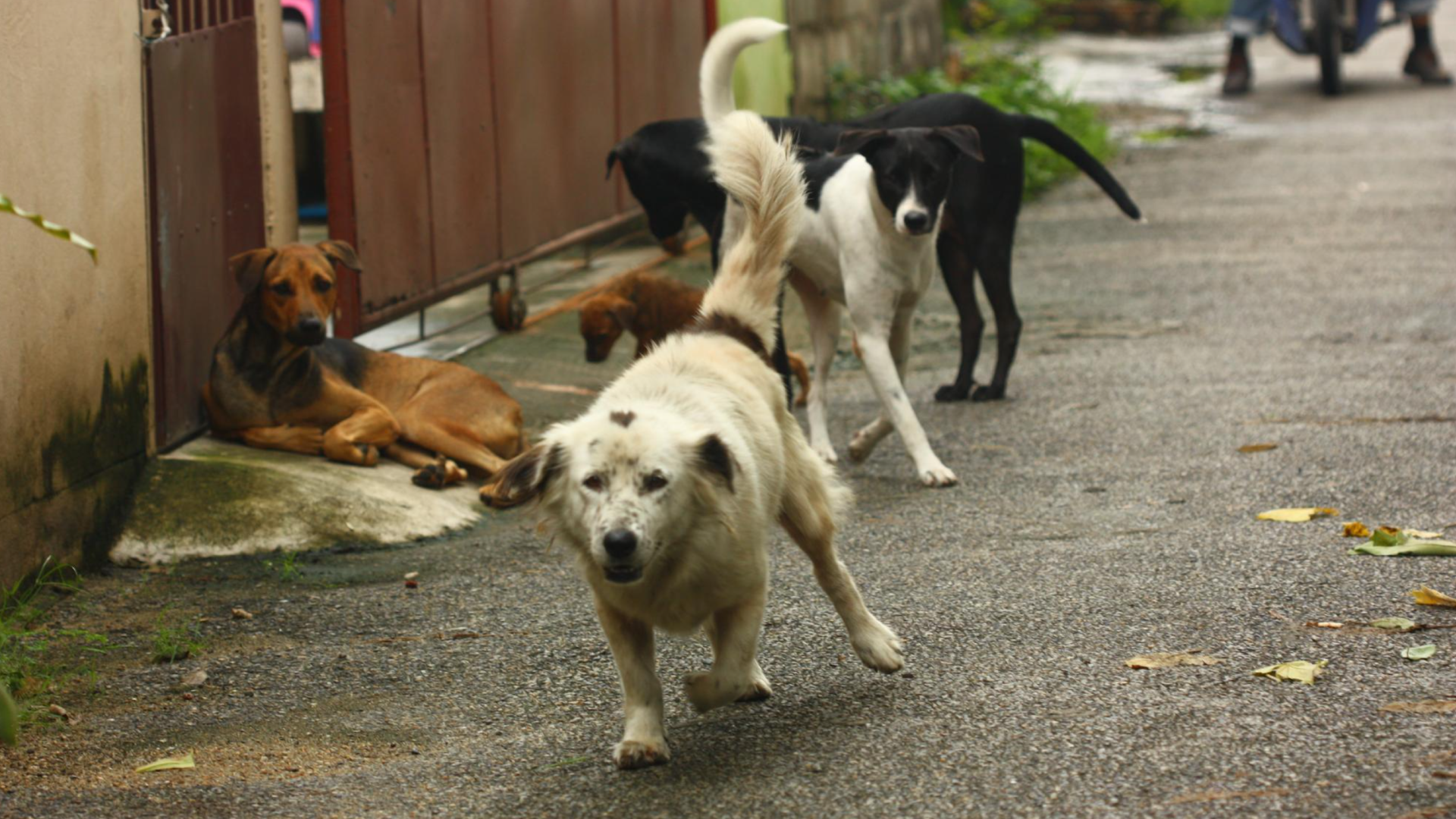 Lee más sobre el artículo El problema del abandono en animales